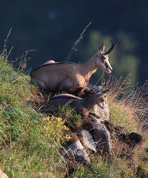 chamois